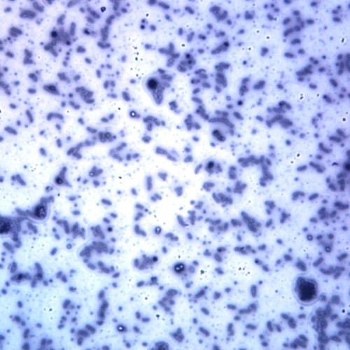 Bacillus, Unstained, w.m., Microscope Slide