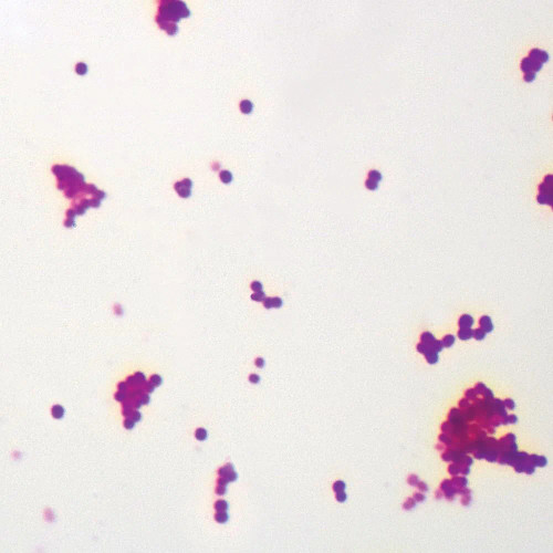 Microscoccus luteus (Typical Coccus), w.m. Microscope Slide