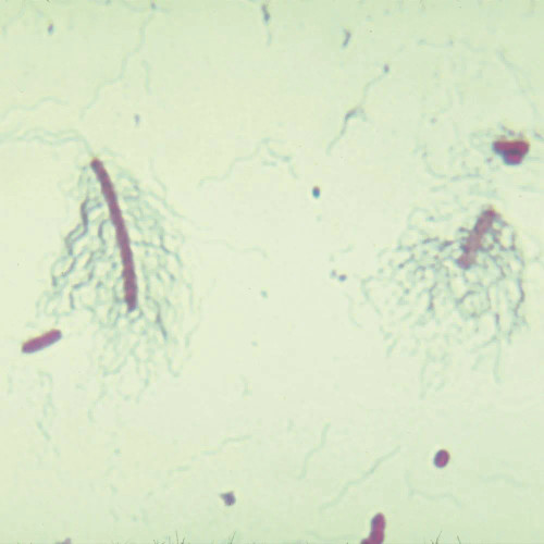 Bacterial Flagella Slide, Peritrichous, w.m.