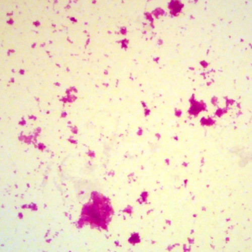 Mixed Coliform Bacteria, w.m. Microscope Slide