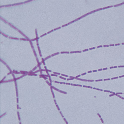 Bacillus anthracis, w.m. Microscope Slide