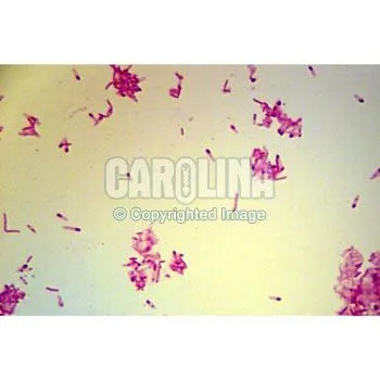 Clostridium Spores, w.m. Microscope Slide