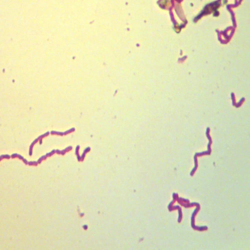 Helicobacter pylori, w.m., Individual Microscope Slide