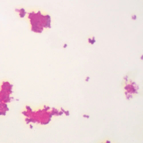 Neisseria gonorrhoeae, w.m. Microscope Slide