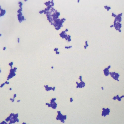 Staphylococcus aureus Slide, w.m.