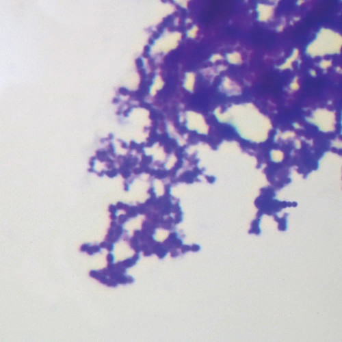 Streptococcus, w.m. Microscope Slide