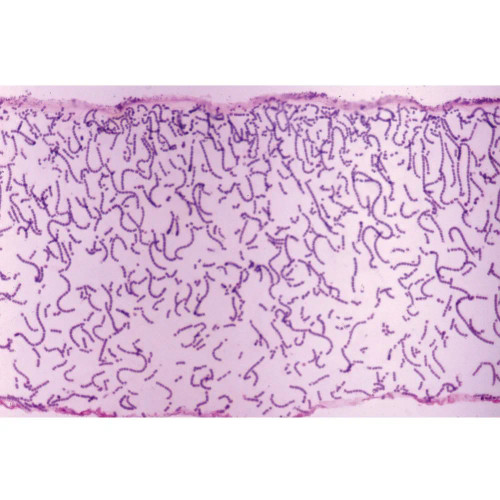 Nostoc, sec. Microscope Slide