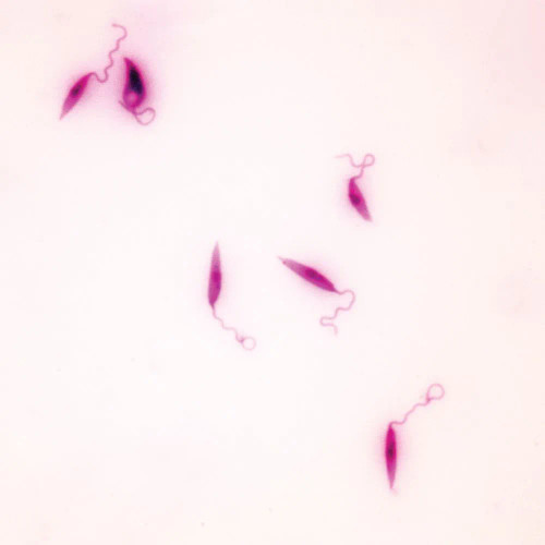 Leishmania donovani smear Microscope Slide