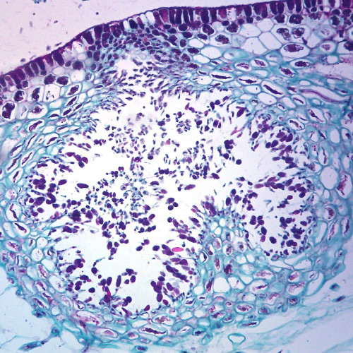 Fucus Male Conceptacle, section 12 um, Microscope Slide