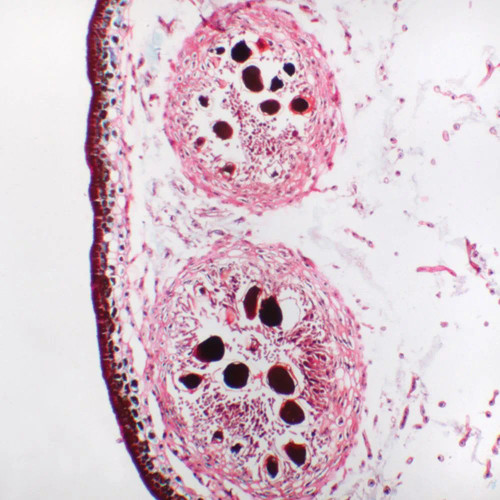 Fucus Monoecious Conceptacle Microscope Slide sec., 12 µm