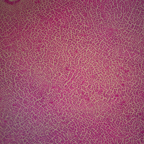 Porphyra, w.m. Microscope Slide