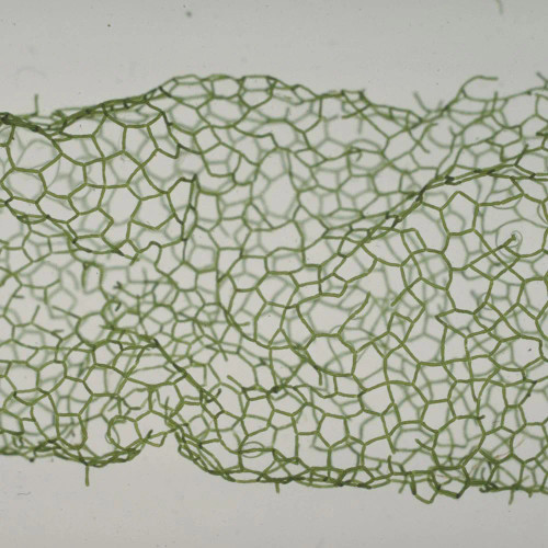 Hydrodictyon, w.m. Microscope Slide