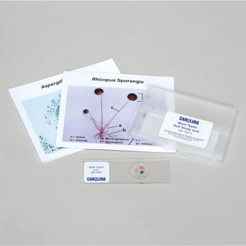 Discovering Mold Types Self-Study Unit, Microscope Slide Set