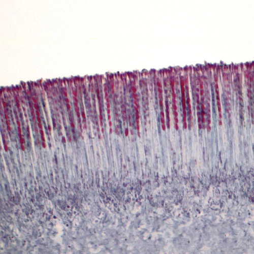 Cup Fungus Apothecium, sec., 12 µm Microscope Slide