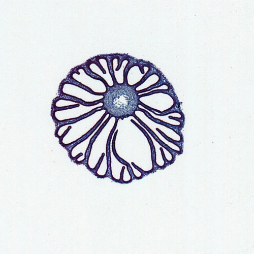 Coprinus Mushroom Slide, c.s., 12 µm