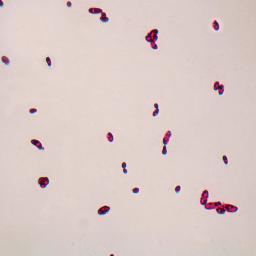 Candida albicans, w.m. Microscope Slide