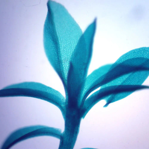 Polytrichum (Moss) Leaves, c.s., 12 µm Microscope Slide