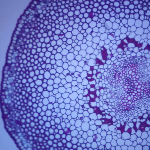 Psilotum Aerial Stem (Whisk Fern), c.s., 12 µm Microscope Slide