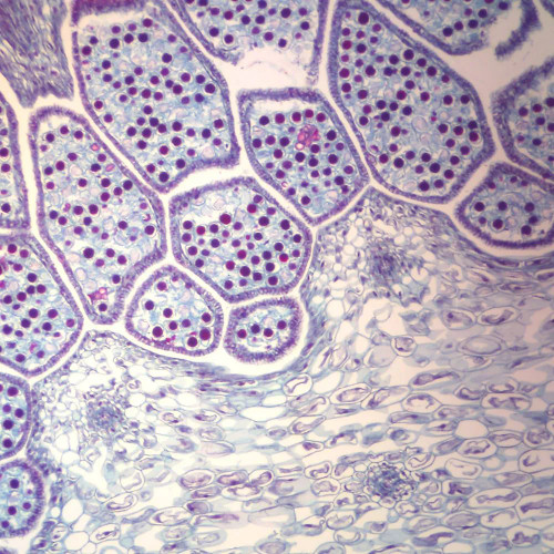 Equisetum Mature Strobilus, l.s., 12 µm Microscope Slide