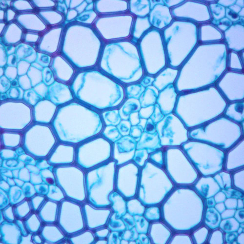Lycopodium Stem, c.s., 12 µm Microscope Slide