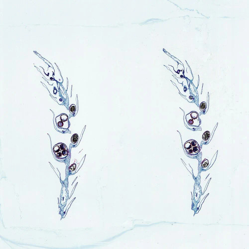 Selaginella Strobilus, l.s., Microscope Slide