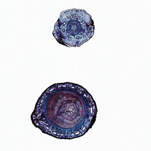Pine Young and Older Stems, c.s., 12 µm Microscope Slide