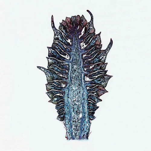 Pine Young Ovulate Cone, l.s., 12 µm Microscope Slide