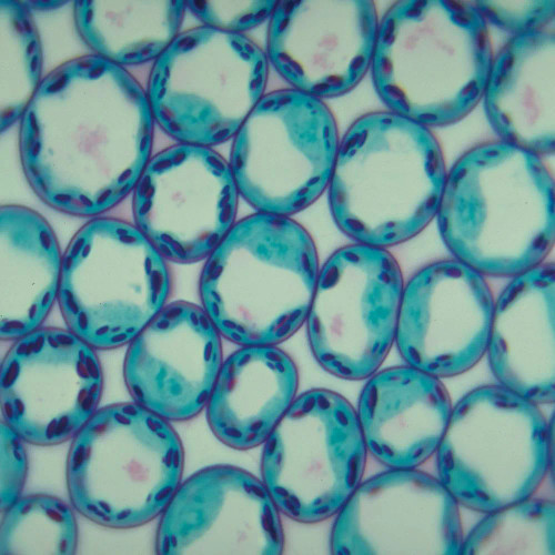 Typical Plant Cells, sec., Thin Microscope Slide