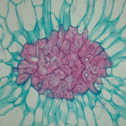 Sclerids, c.s., 12 µm Microscope Slide