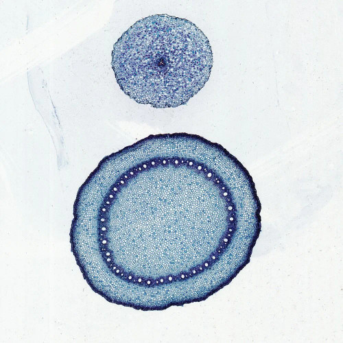 Monocot and Dicot Roots, c.s., 12 µm Microscope Slide