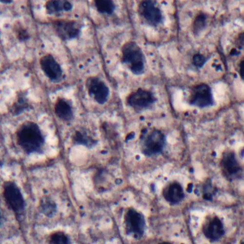 Narcissus Mitochondria, l.s., 10 µm Microscope Slide
