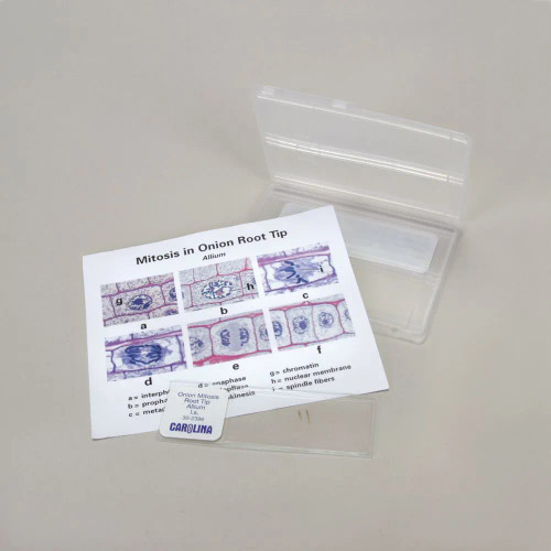 Discovering Onion Mitosis Self-Study Unit, Microscope Slide Set