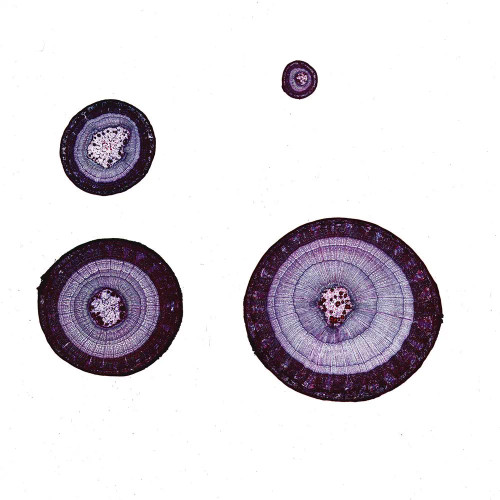 Basswood Stem Combination, c.s., 12 µm Microscope Slide