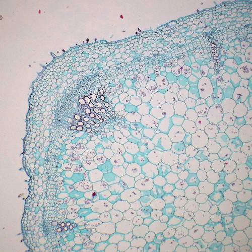 Coleus Stem, c.s., 12 µm Microscope Slide