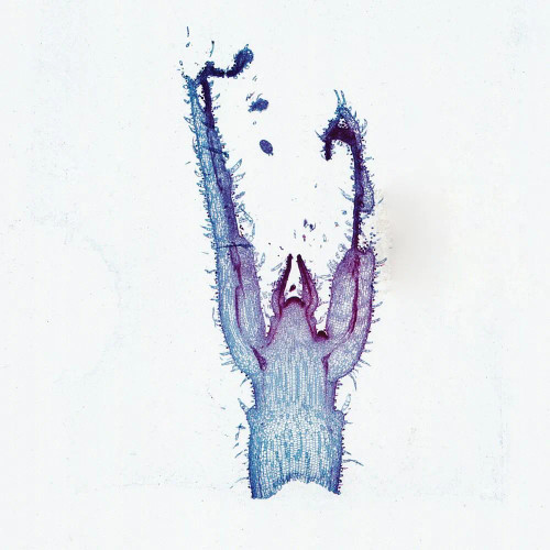 Coleus Stem Tip, l.s., 12 µm General Structure Microscope Slide