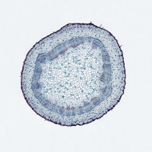 Geranium Older Stem,, c.s., 12 µm Microscope Slide