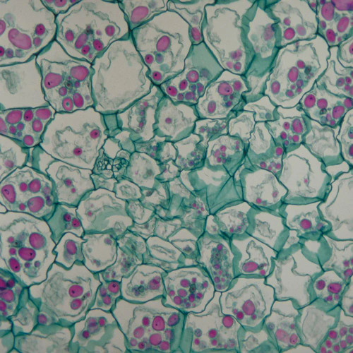 Potato Tuber, sec., 12 µm Microscope Slide