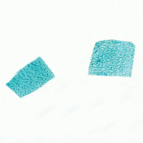 Monocot and Dicot Leaf Epidermis, w.m. Microscope Slide