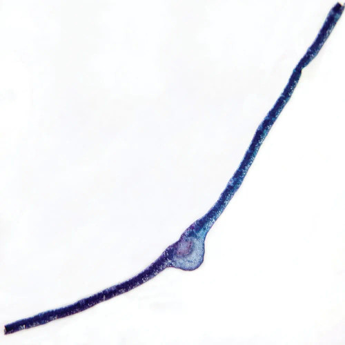 Lilac Leaf, c.s., 12 µm Microscope Slide