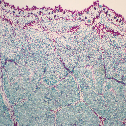 Dicot Leaf Paradermal, sec. Thin Microscope Slide