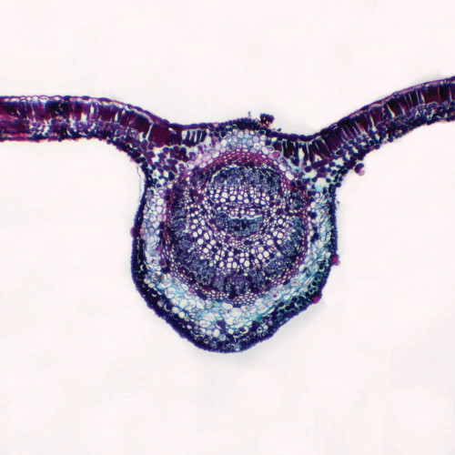 Maple Leaf, c.s., 12 µm Microscope Slide