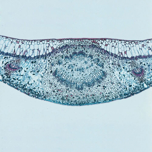 Rubber Tree Leaf, c.s., 12 µm Microscope Slide