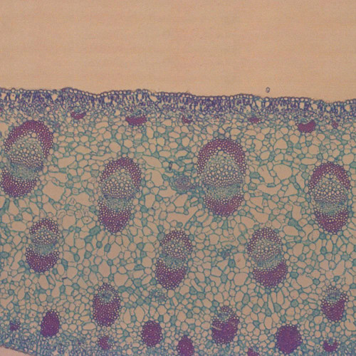 Yucca Leaf, c.s., 12 µm Microscope Slide