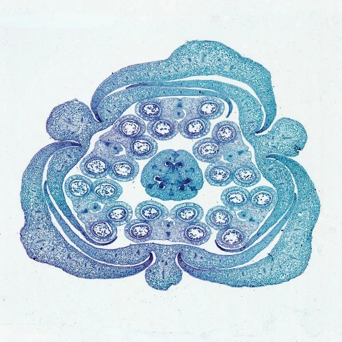 Lily Flower Bud, c.s., 12 µm Microscope Slide