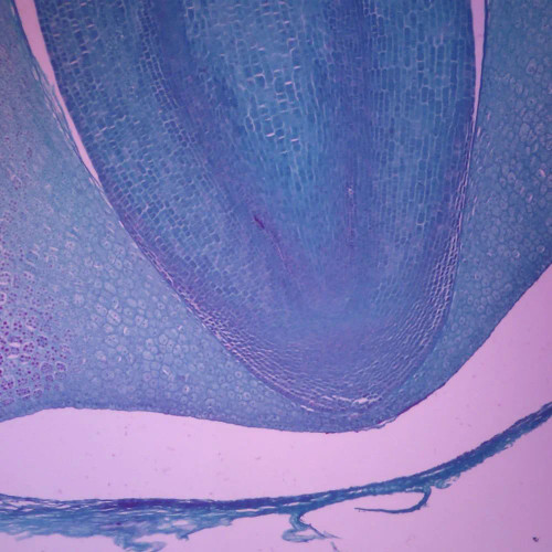 Castor Bean Seed, c.s., 12 µm Microscope Slide