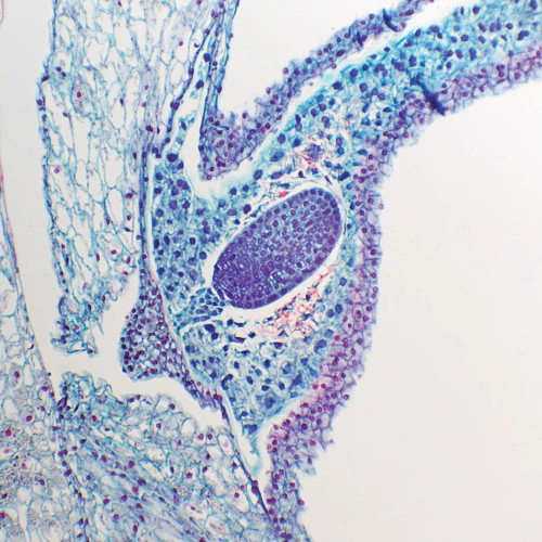 Lily Seed, c.s., 12 µm Microscope Slide
