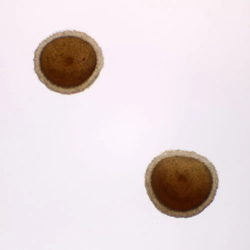 Gemmules, w.m. Microscope Slide