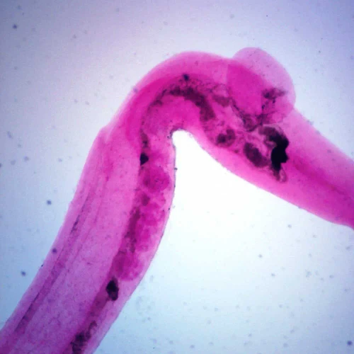Schistosoma japonicum Male, w.m. Microscope Slide