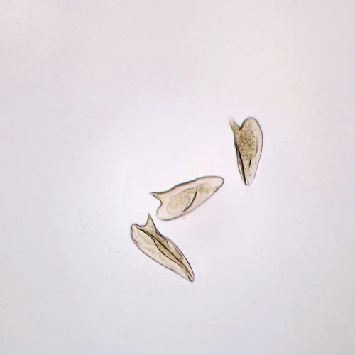 Schistosoma mansoni Eggs, w.m. Microscope Slide