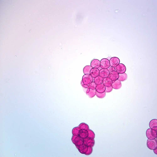 Dipylidium canium Eggs, w.m. Microscope Slide